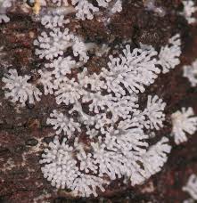 Attēlu rezultāti vaicājumam “Physarum bivalve young”