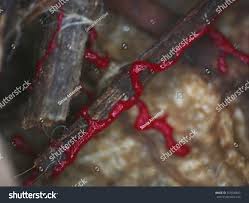 Attēlu rezultāti vaicājumam “Physarum obscurum plasmodium”