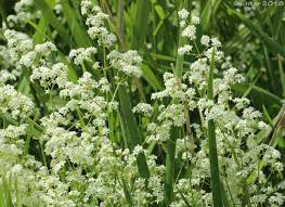 Attēlu rezultāti vaicājumam “Galium boreale leaf”