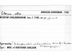 Image result for Sterna acuflavida