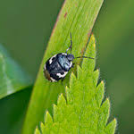 Attēlu rezultāti vaicājumam “Tritomegas bicolor nymph”