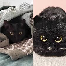 Image result for Black Cat Sac