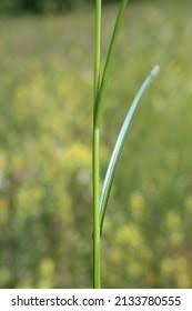 Attēlu rezultāti vaicājumam “Carex remota”