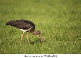 Attēlu rezultāti vaicājumam “Ciconia nigra adult”