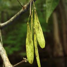 Attēlu rezultāti vaicājumam “Fraxinus pennsylvanica”