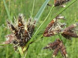 Attēlu rezultāti vaicājumam “Bolboschoenus maritimus”