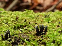 Attēlu rezultāti vaicājumam “Holwaya mucida”