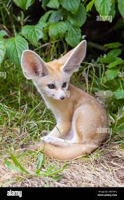 Attēlu rezultāti vaicājumam “Vulpes zerda”