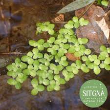 Attēlu rezultāti vaicājumam “Lemna minor”