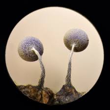 Attēlu rezultāti vaicājumam “Physarum album spores”