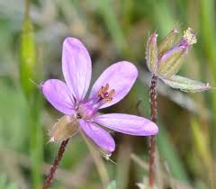 Attēlu rezultāti vaicājumam “Erodium cicutarium bud”