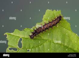 Attēlu rezultāti vaicājumam “Araschnia levana larva”