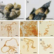 Attēlu rezultāti vaicājumam “Perichaena sp.”