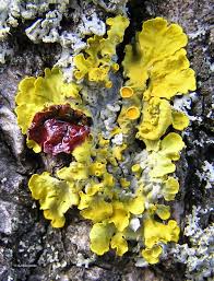 Attēlu rezultāti vaicājumam “Xanthoria parietina”