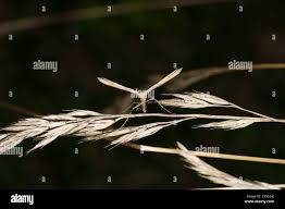 Attēlu rezultāti vaicājumam “Stenoptilia pterodactyla”