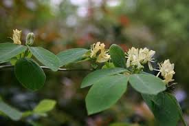 Attēlu rezultāti vaicājumam “Lonicera xylosteum”