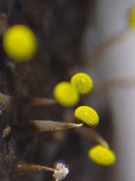 Attēlu rezultāti vaicājumam “Physarum bryocorticola macro”