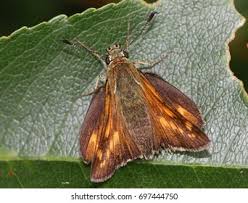 Attēlu rezultāti vaicājumam “Ochlodes sylvanus female”