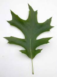 Attēlu rezultāti vaicājumam “Quercus rubra leaf”