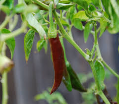 Afbeeldingsresultaat voor aji panca hot pepper