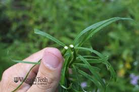 Attēlu rezultāti vaicājumam “Linaria vulgaris bud”