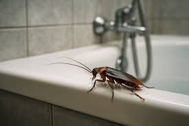 Image result for ゴキブリ報告所