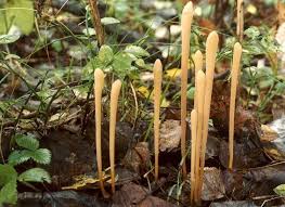 Attēlu rezultāti vaicājumam “Macrotyphula fistulosa”