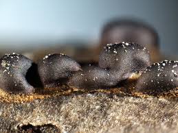 Attēlu rezultāti vaicājumam “Trichia alpina sessile”