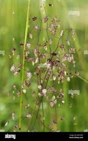 Attēlu rezultāti vaicājumam “Briza media flower”
