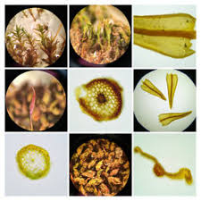 Attēlu rezultāti vaicājumam “Didymodon tophaceus”