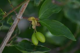 Attēlu rezultāti vaicājumam “Cornus mas fruit”