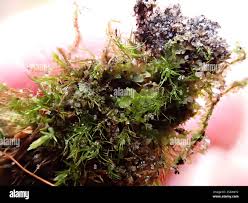 Attēlu rezultāti vaicājumam “Calypogeia fissa”