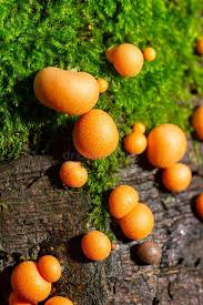 Attēlu rezultāti vaicājumam “Lycogala epidendrum aggr. young”