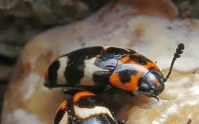 Attēlu rezultāti vaicājumam “Erotylidae”