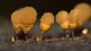 Attēlu rezultāti vaicājumam “Hemitrichia calyculata”