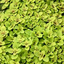 Attēlu rezultāti vaicājumam “Origanum vulgare leaf”