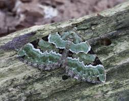 Attēlu rezultāti vaicājumam “Colostygia pectinataria male”