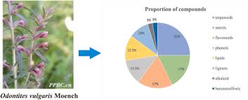 Attēlu rezultāti vaicājumam “Odontites vulgaris fruit”