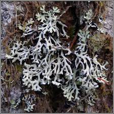 Attēlu rezultāti vaicājumam “Hypogymnia physodes”