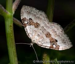 Attēlu rezultāti vaicājumam “Xanthorhoe montanata”