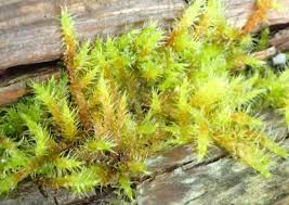 Attēlu rezultāti vaicājumam “Rhytidiadelphus”