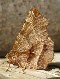 Attēlu rezultāti vaicājumam “Selenia dentaria imago”