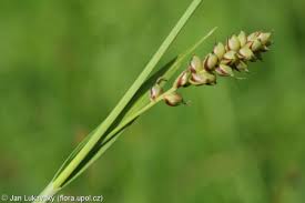 Attēlu rezultāti vaicājumam “Carex panicea fruit”