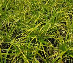 Attēlu rezultāti vaicājumam “Carex loliacea leaf”
