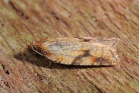 Attēlu rezultāti vaicājumam “Acleris aspersana”