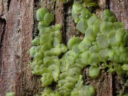 Attēlu rezultāti vaicājumam “Frullania fragilifolia”