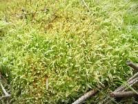 Attēlu rezultāti vaicājumam “Sphagnum molle”