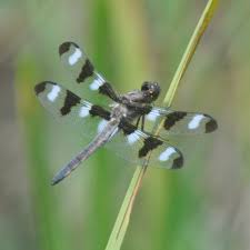 Attēlu rezultāti vaicājumam “Cordulidae”