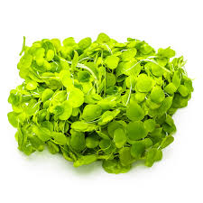 Attēlu rezultāti vaicājumam “Spirodela polyrhiza”