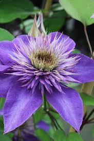 Image result for clematis multi blue